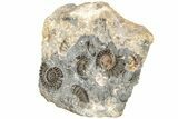 Ammonite (Promicroceras) Cluster - Marston Magna, England #216638-2